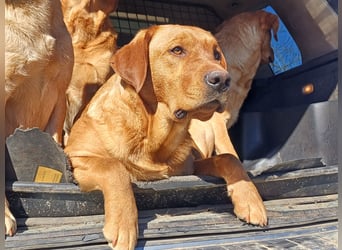 Labrador Welpen foxred, aus der Arbeitslinie