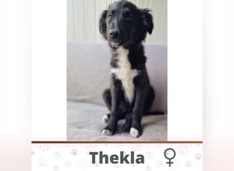 THEKLA ❤️ Eilig! sucht Zuhause oder Pflegestelle