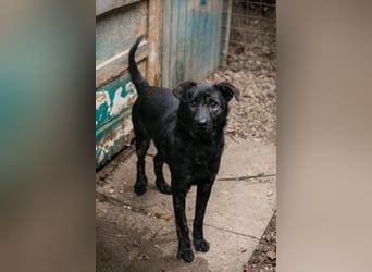 Madog: Sucht ein Zuhause