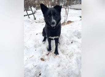 Freundlicher LEWI ist ein absoluter Gute-Laune-Hund