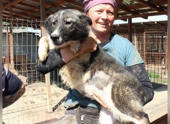 ♥NINCHEN♥ sehr zutrauliche Husky-Mix-Junghündin, die an uns Menschen sehr interessiert ist 44 cm
