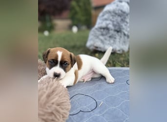 Jack Russel Terrier Welpen mit Stammbaum