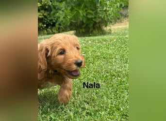 Aussiedoodle / Aussiepoo  F1b