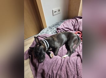 AINOA ❤️ Sonnenschein Familienhündin, Pflegefamilie Kevelaer