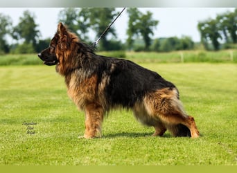 Deutscher Schäferhund