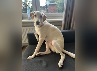 Aufgeweckter Junghund Bueno sucht erfahrene Hände