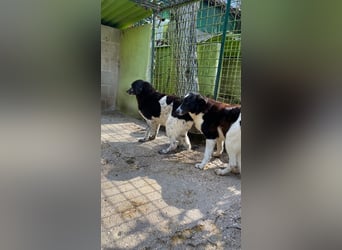 Coraggio - Der Mut hat sich schon bereit gemacht