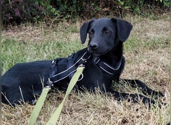 Millie unser kleiner Prinz ...