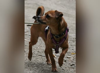 Kleine Lulu sucht großes Herz