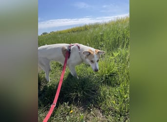 LEEBA - Ein Herz auf vier Pfoten sucht ihr Zuhause Zuhause oder Pflegestelle zum 06.09.2025 gesucht!