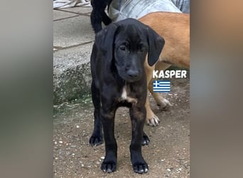 Kasper,geb.02/25,hübscher Labrador Mix sucht seine Familie