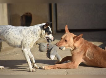 CHARITY-supersüße, liebe Zaubermaus, verschmust, aufgeschlossen, unbekümmert