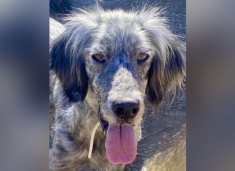 Nadine-liebe, verträgliche Setter-Mix-Hündin sucht ihre Familie