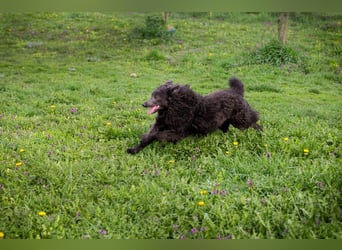Priska: Für Menschen mit Herz und Hundeverstand
