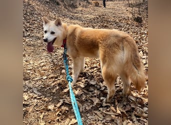Mochi eine verschmuste, verspielte Hundedame, gerne als Zweithund, sucht ihre Menschen