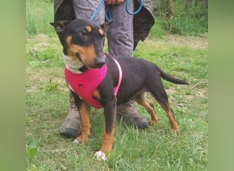 Bella 3, Miniatur Bullterrier Mischling