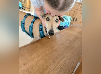 ANNI ❤️ lustige Galga, Pflgefamilie Bischberg
