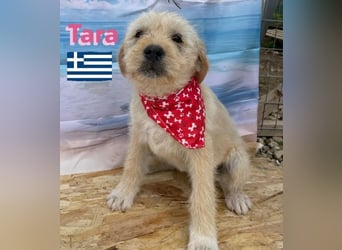Tara, geb.01/25 - aufgeschlossenes Hundemädchen sucht ihre Familie
