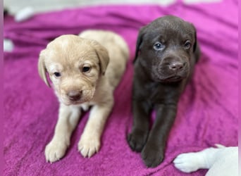 Labrador Retriever Labbi Welpen