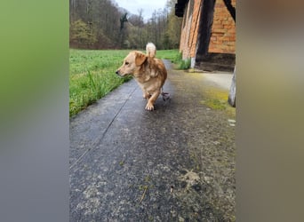neugieriger Bailey