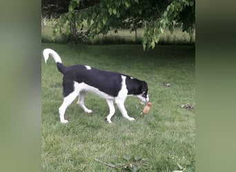 Cosimo, bereits auf PS in DE, sucht wundervolle Familie und Zuhause für immer!