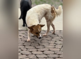 Adel – für Menschen, die lieber einen Hund richtig lieben als zwei halb“