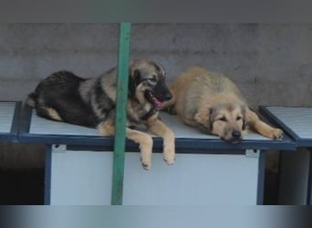 Goga - Wo sind die Herdenschutzliebhaber?
