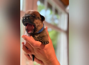Wurf Cane Corso/Flat & Broholmer