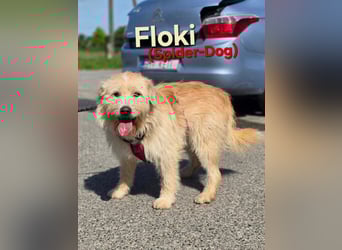 Floki sucht ein Zuhause