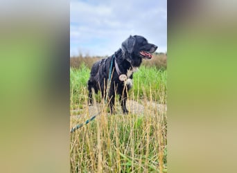 Amy - Ein bezauberndes Hundeherz