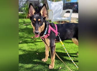 Yassi (Spanien) - wunderschöne Schäferhund-Mischlingshündin