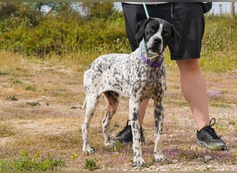 Pintas, Englischer Pointer, lieb und verträglich