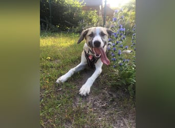 Ivy, wunderschöne Windhund Mix Hündin sucht aktives Zuhause