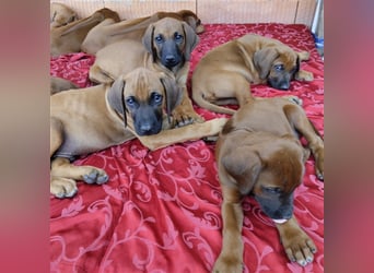 Süße Rhodesian Ridgeback Welpen