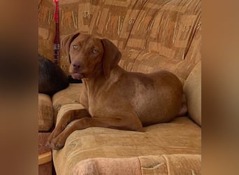 Levante sucht Vizsla Liebhaber