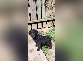 2 putzmuntere Aussiedoodles