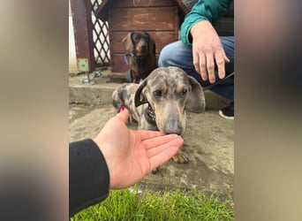Mazli, geboren 01.10.2022, 22cm sucht seine Menschen