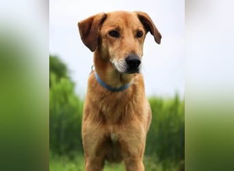 Vizsla-Mix-Rüde Bongo: schmusig und klug