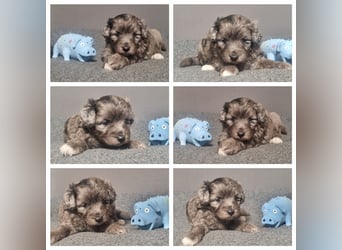 Aussiedoodle Traum ! Bezaubernde Welpen in tollen Farben aus erfahrener+überprüfter Familienaufzucht