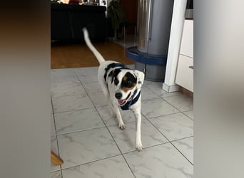 Terrier-Mix Peppa (Tierschutz)