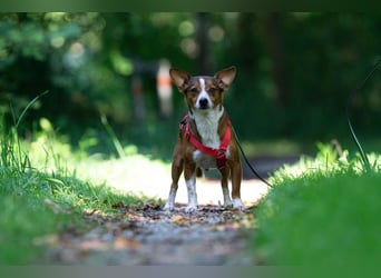 witziger, kleiner Kerl "Percy"