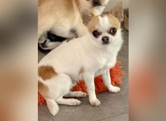 Chihuahua Rüde 9 Monate alt mit Ahnentafel