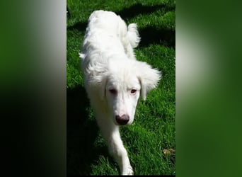 Arik, bereits auf PS in 57223 Kreuztal, sucht wunervolles Zuhause!