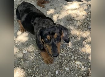 HUGO - SUCHT SEIN ZUHAUSE