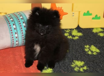 Yulie unsere kleine Pomeranian Zwergspitz Hündin mit Papieren kann ausziehen