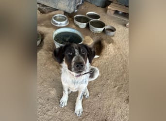Leia, kleine Lakritznase sucht liebevolle Familie!