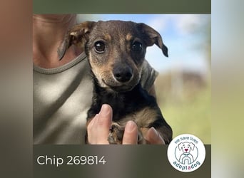 Chip 269814: Hundekind sucht ein Zuhause