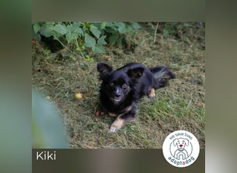 Kiki: Sucht ein Zuhause