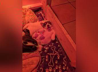 Jack Russell Welpen