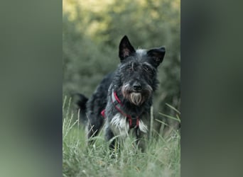 Süsse Phoebe sucht ihr Für-Immer-Zuhause!
